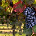 דירה Lambrusco Monolocale Vicino Al Centro Di Universita E Policlinico *