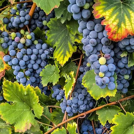 Apartamento Lambrusco Monolocale Vicino Al Centro Di Universita E Policlinico *