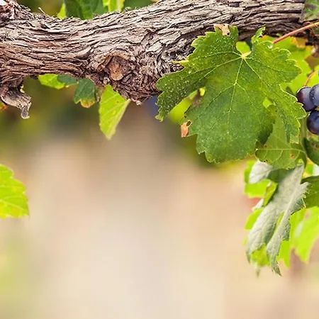 Lambrusco Monolocale Vicino Al Centro Di Universita E Policlinico Apartamento