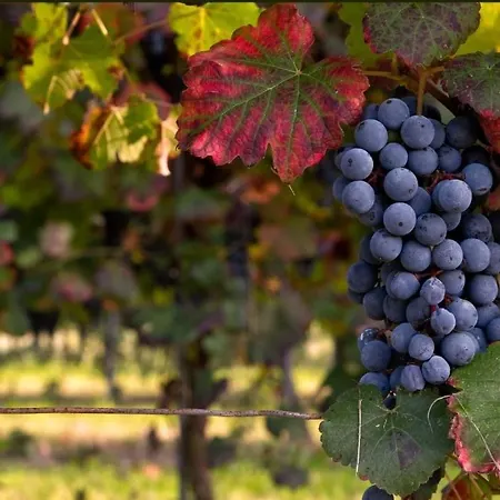 Apartamento Lambrusco Monolocale Vicino Al Centro Di Universita E Policlinico *