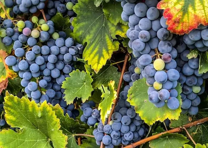 아파트 Lambrusco Monolocale Vicino Al Centro Di Universita E Policlinico *