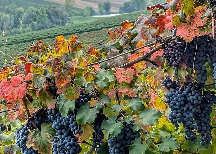 Lambrusco Monolocale Vicino Al Centro Di Universita E Policlinico *