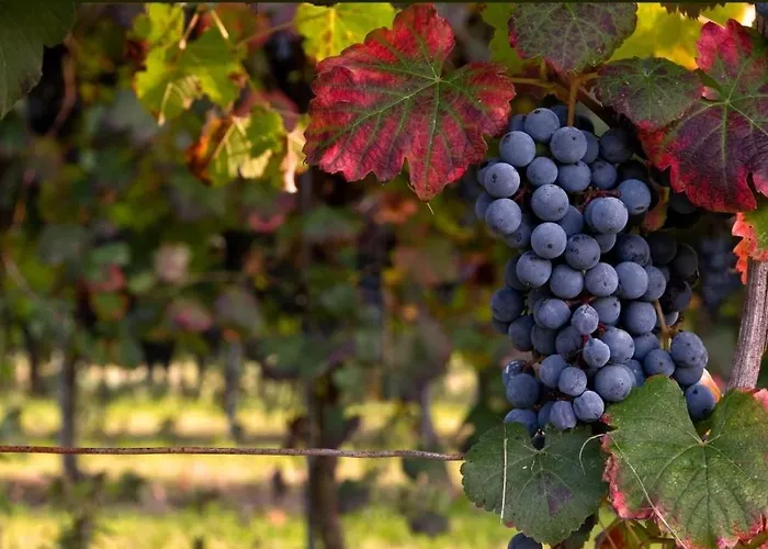 아파트 Lambrusco Monolocale Vicino Al Centro Di Universita E Policlinico *
